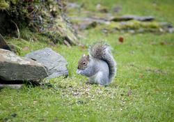 9837   Wild grey squirrel foraging on seeds