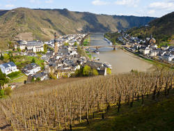 8261   Steep Slopes of the Mosel