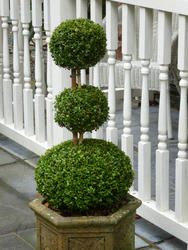 9840   Neatly manicured potted topiary tree