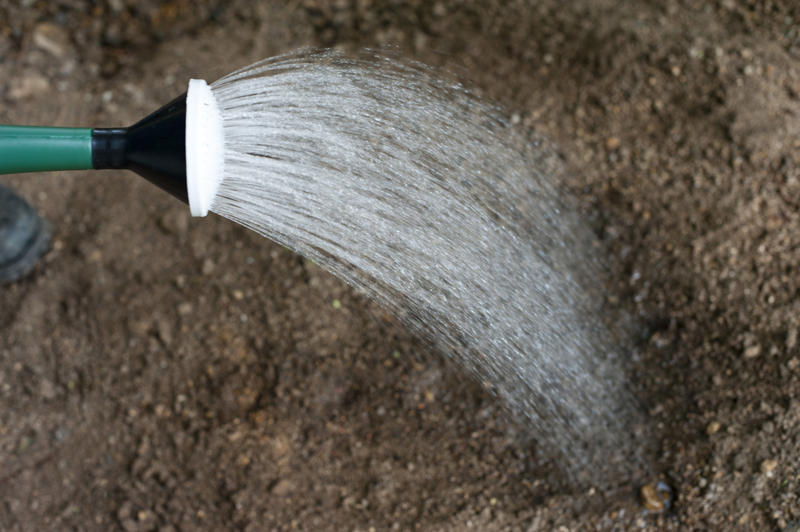 Watering a seedbed of newly planted seeds with a watering can to ensure germination in early spring