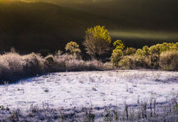 12087   frosty grass