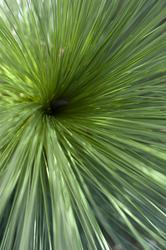 12659   Close up overhead view of outdoor bundle of grass