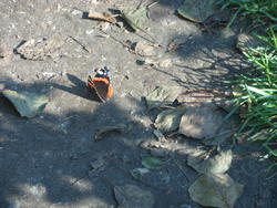 12607   woodland butterfly 1