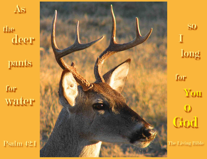 <p>Deer, close up, in a field with sunlight</p>
Close up of a deer in a field with sunlight