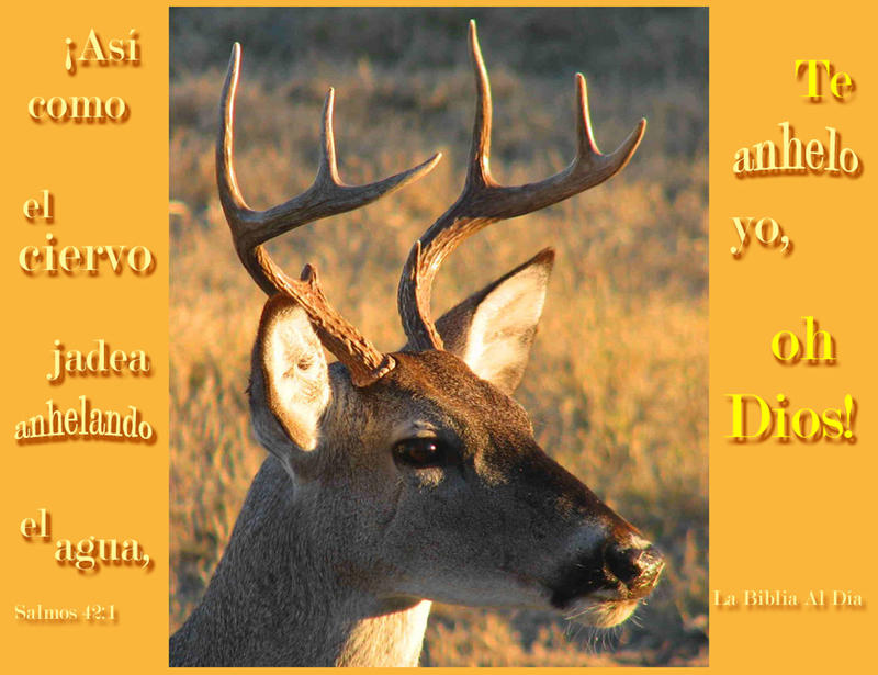 <p>Deer in a field with sunlight</p>
Deer close up in a field with sunlight