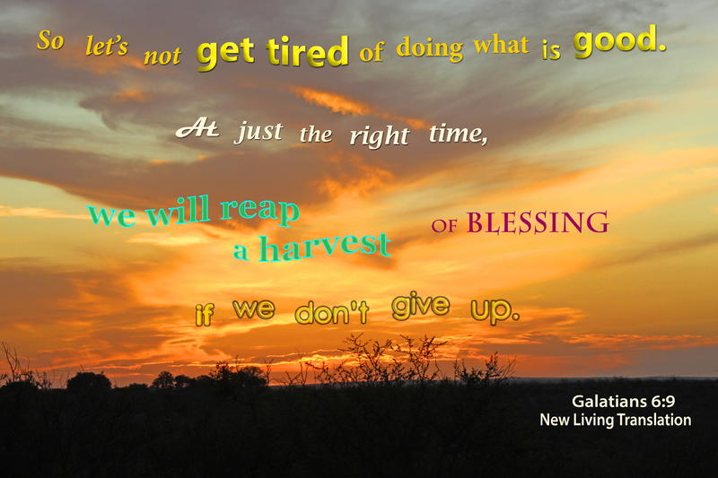 <p>Sunset with orange and yellow light and bushes on the ground</p>
Sunset with orange and yellow light and bushes on the ground