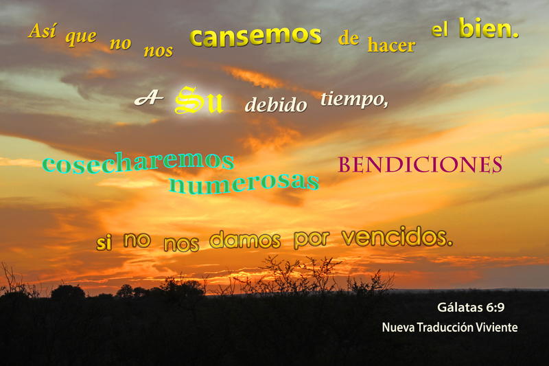 <p>Sunset with orange and yellow light and bushes on the ground</p>
Sunset with orange and yellow light and bushes on the ground