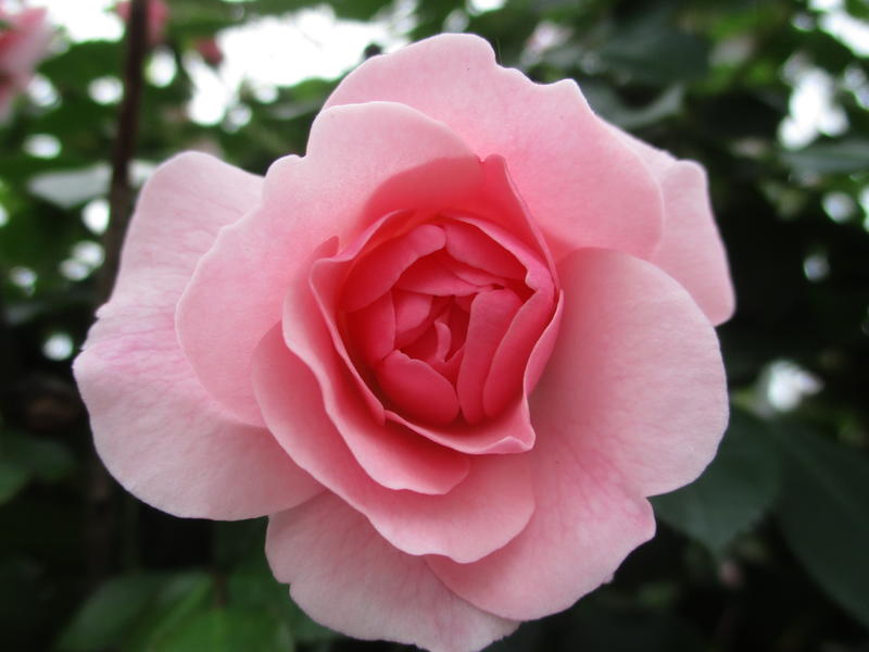 <p>Gorgeous pink rose in full bloom</p>
Gorgeous pink rose in full bloom