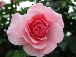 17965   Pink Rose