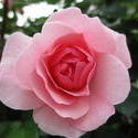 17965   Pink Rose