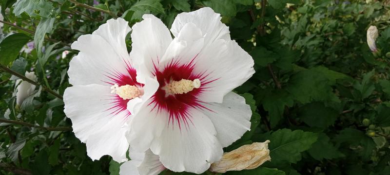 <p>Beautifull white flowers in full bloom</p>
Gorgeous White Flowers