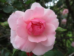 17966   Pink Rose Bloom