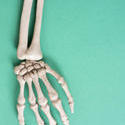 18027   halloween skeleton arm