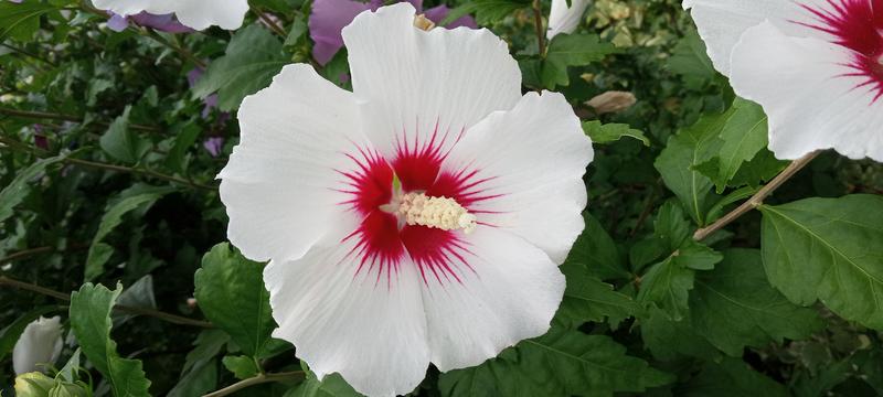 <p>Beautifull white flower</p>
Gorgeous White Flower