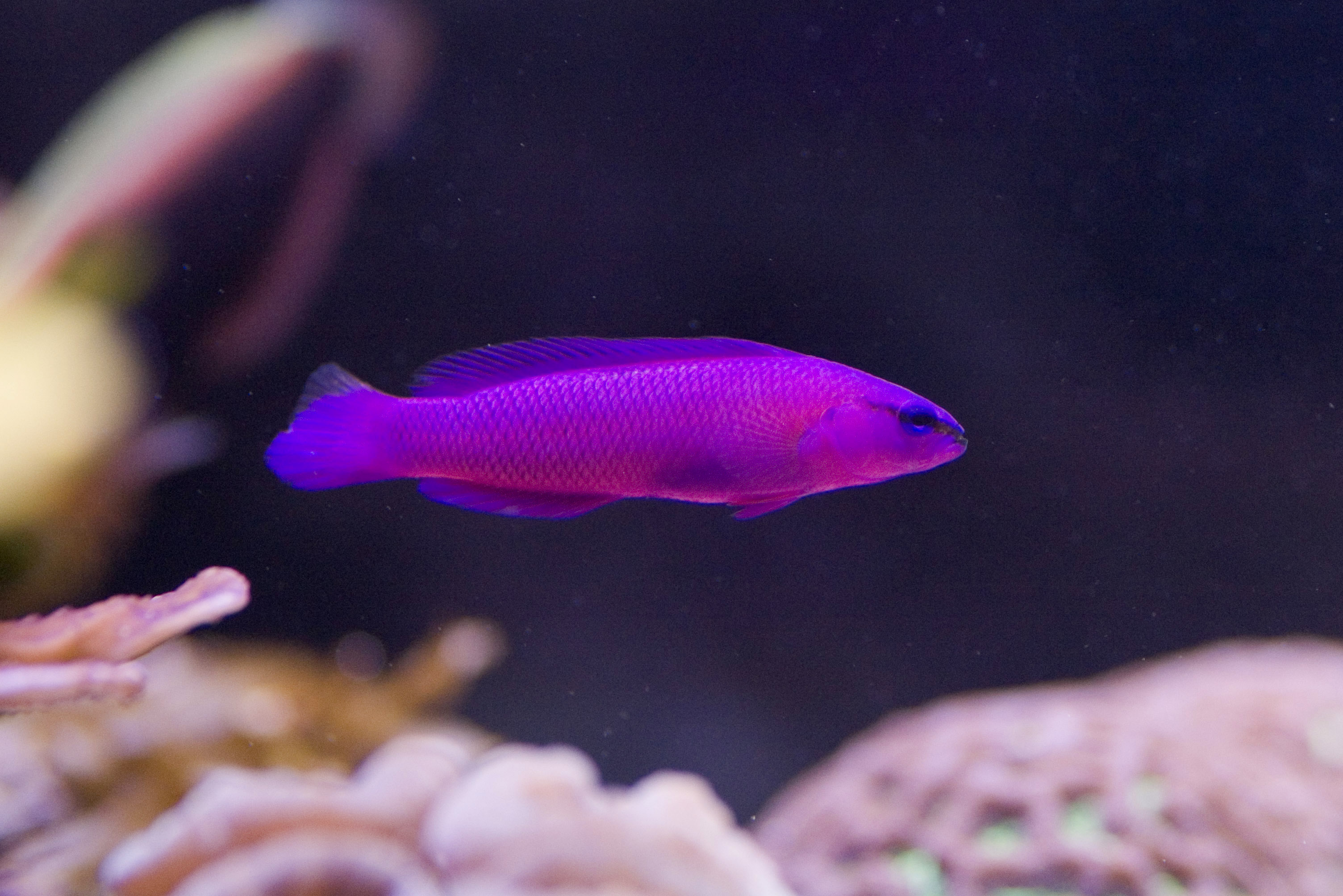 purple tropical fish