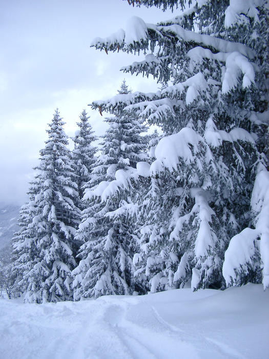 a row of alpine trees covered in a deep fall of snow