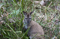 6392   Wallaby in grass