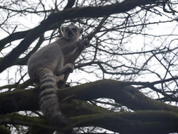 6369   Ring tailed lemur in a tree