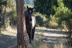 6393   Lonely brown horse