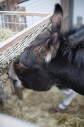 6370   Donkey feeding at a manger