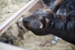 6394   Young donkey eating hay