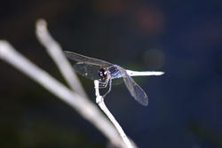 6371   Insectivorous dragonfly on twig