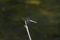 6395   Darter dragonfly on a twig