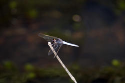 6372   Dragonfly perched on a twig in sunshine