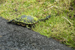 6396   Eastern long necked turtle