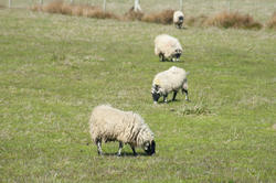 6373   Flock of sheep grazing in a pasture