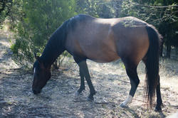 6374   Horse grazing in woodland