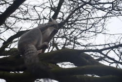 6398   Grey lemur climbing a tree