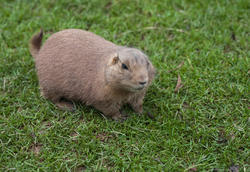 6375   Fat brown guinea pig