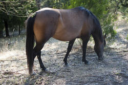 6399   Brown mare grazing