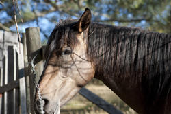 6376   Head of a brown horse