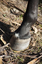 6400   Closeup of a horse hoof