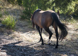 6377   Horse walking away