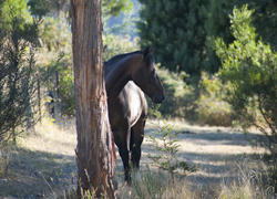 6401   Horse in woodland