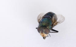 6378   Macro of a dead fly