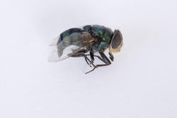 6402   Housefly macro on white