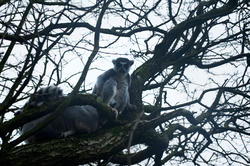 6381   Ring tailed lemur in a tree