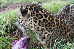 6405   Leopard eating in captivity