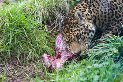 6406   Leopard eating a carcass