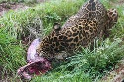 6407   Leopard gnawing on a carcass