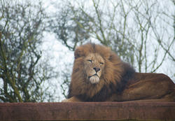 6384   Proud lion in captivity