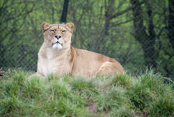 6408   Lioness in captivity