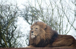 6385   Proud male lion