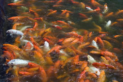 6409   Pond teeming with koi carp