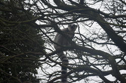 6386   Ring tailed lemur in tree