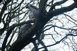 6410   Lemurs in a tree